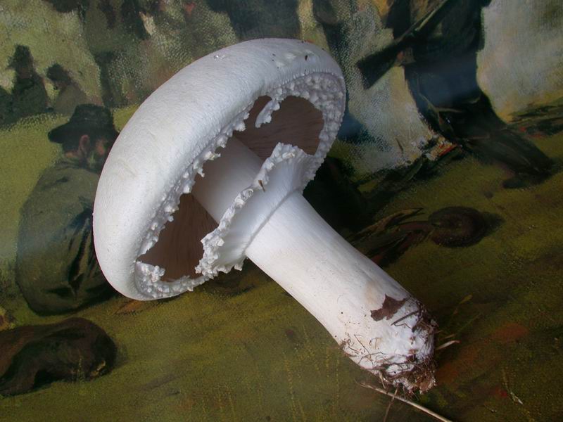 Nel Parco sotto casa...